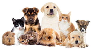 What Are The Benefits Of CBD Oil For Pets?
